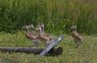 Jonge nijlganzen, Nationaal Park Alde Feanen, Nijlgans