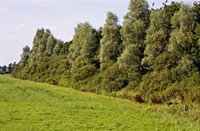 eendenkooi