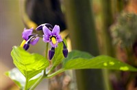 plantje