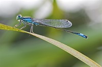 libelle, natuur en vogelwacht Papendrecht