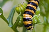 rups, natuur en vogelwacht Papendrecht