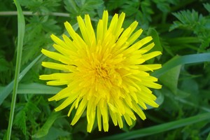 Paardebloem