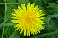 Paardebloem