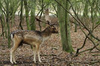 Amsterdams Waterleidingduinen, Amterdamse Waterleidingduinen
