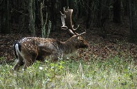 Amterdamse Waterleidingduinen, Amterdamse Waterleidingduinen