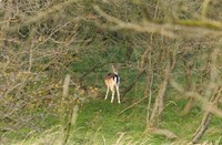 Amterdamse Waterleidingduinen, Amterdamse Waterleidingduinen