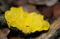 Gele trilzwam - Amterdamse Waterleidingduinen, Amterdamse Waterleidingduinen