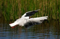 Kokmeeuw - Schiermonnikoog, Nationaal Park Schiermonnikoog