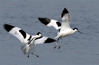 Kluten - Lauwersmeer