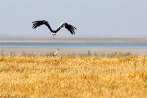 KLM Vliegtuig (Ooievaar)