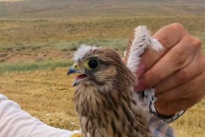Uit de nest gevallen jonkie
