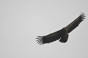 zeearend boven de Baardwijkse overlaat