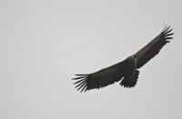 zeearend boven de Baardwijkse overlaat