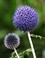Distel