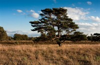 Boswachterij Leersum