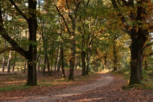 Boswachterij Leersum