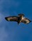 Buizerd