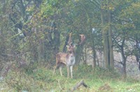 Hert in de mist