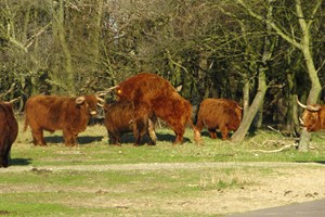 Hooglanders bij de tankval