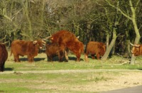 Hooglanders bij de tankval