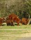 Hooglanders bij de tankval