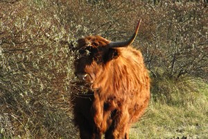Hooglander op wacht
