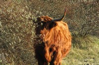 Hooglander op wacht