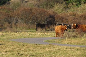 Hooglanders en shetlandpony's
