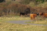 Hooglanders en shetlandpony's