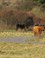 Hooglanders en shetlandpony's