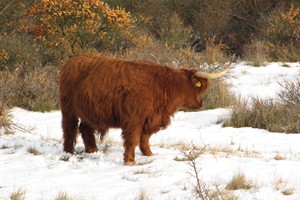 Hooglanders