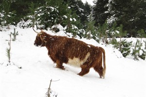 Hooglander in de sneeuw