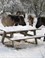 Konickpaarden