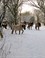 De kudde konickpaarden