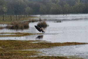 Canadese gans