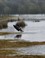 Canadese gans