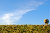 Schaap op Texelse dijk, Nationaal Park Duinen van Texel