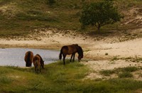 Konikpaarden in het Noordhollands duinreservaat