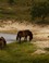 Konikpaarden in het Noordhollands duinreservaat