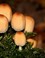 Gewone glimmerinktzwam (Coprinellus truncorum)