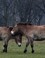 Przewalskipaarden