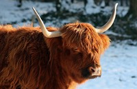Schotse Hooglander