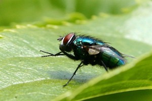Groene vleesvlieg (Lucillia caesar)