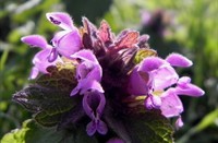 Paarse dovenetel (Lamium purpureum), Paarse Dovenetel