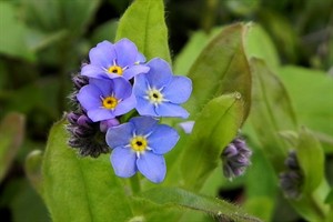 Vergeet-mij-nietje (Myosotis)