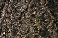 Tree Face