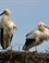 Ooievaarskoppel op het nest