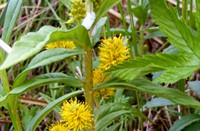 moerasplantje