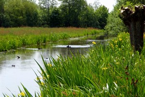 Jac. P. Thijsse plaatje - Reeuwijkse Plassen