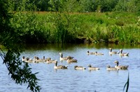 Grote populatie grauwe ganzen met jongen
